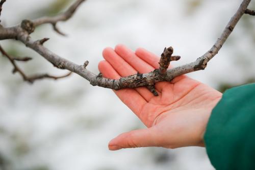 Как обеспечить правильную обрезку плодовых деревьев и кустарников. Общие правила обрезки