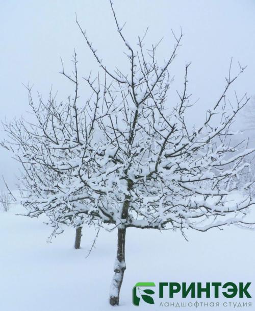 Выбор идеального сорта плодового дерева для вашего сада 02 Выбор идеального сорта плодового дерева для вашего сада 02