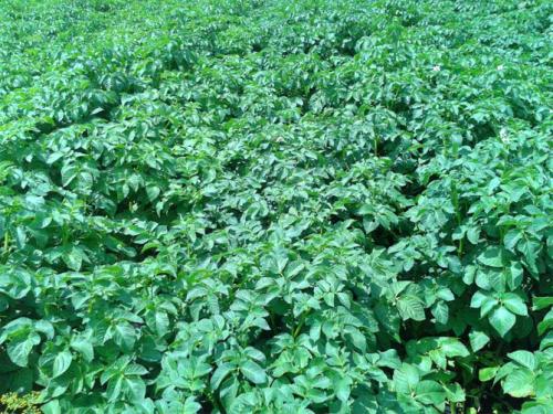 Картофель пикассо. Описание и характеристика сорта картофеля Пикассо, урожайность, отзывы, фото