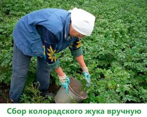 Картофель пикассо. Описание и характеристика сорта картофеля Пикассо, урожайность, отзывы, фото