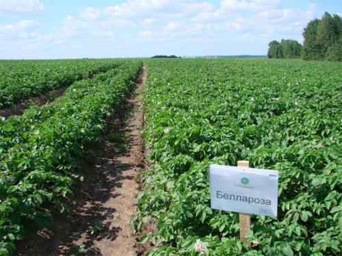 Картофель белая роза. Характеристика сорта картофеля Беллароза – вкусовые качества, срок созревания, отзывы, фото