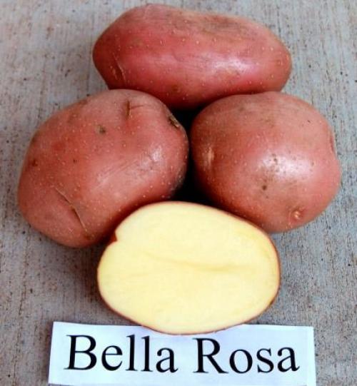 Картофель белая роза. Характеристика сорта картофеля Беллароза – вкусовые качества, срок созревания, отзывы, фото