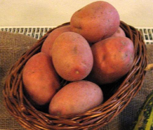 Картофель белая роза. Характеристика сорта картофеля Беллароза – вкусовые качества, срок созревания, отзывы, фото