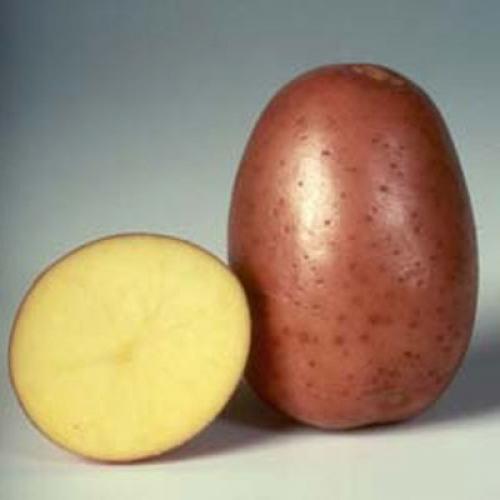 Картофель бело розовый сорт. Правила посадки картофеля