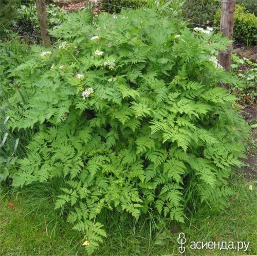 Пряная трава похожая на петрушку. Кервель – не анис и не петрушка