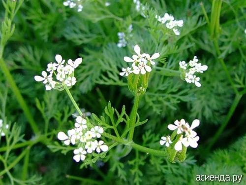 Пряные травы для сада. Многолетние пряные травы 06