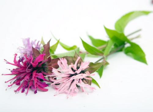 Пряные травы для сада. Многолетние пряные травы 09