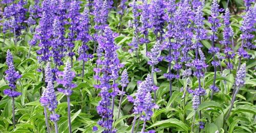 Пряные травы для сада. Многолетние пряные травы