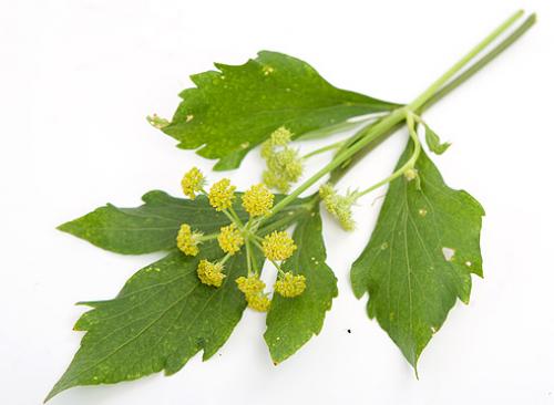 Пряные травы для сада. Многолетние пряные травы 07