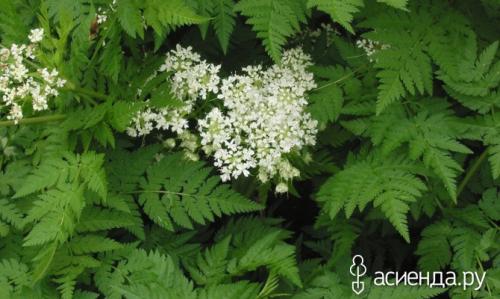 Пряная трава похожая на петрушку. Кервель – не анис и не петрушка