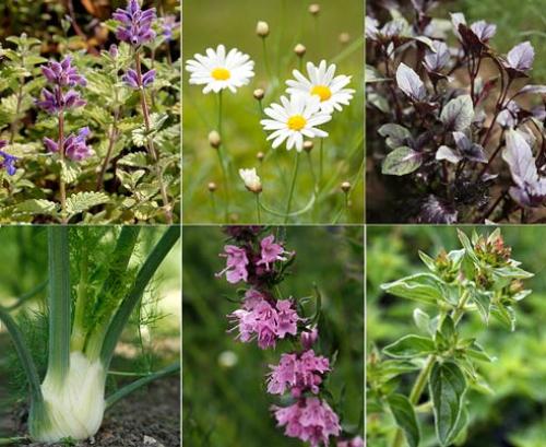 Пряные травы для сада. Многолетние пряные травы 10