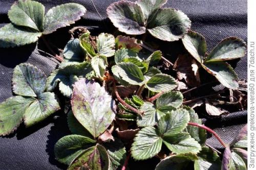 Все о сорте клубники полка. Посадите 'Полку' — будете с клубникой