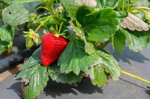 Клубника Альбион. Плодоношение клубники Альбион