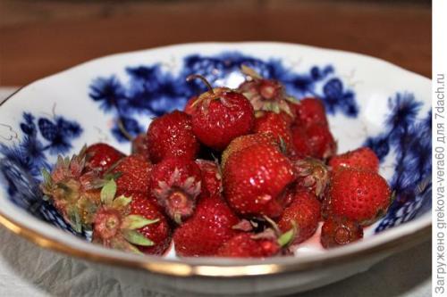 Все о сорте клубники полка. Посадите 'Полку' — будете с клубникой