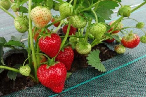 Клубника соната. Описание сорта