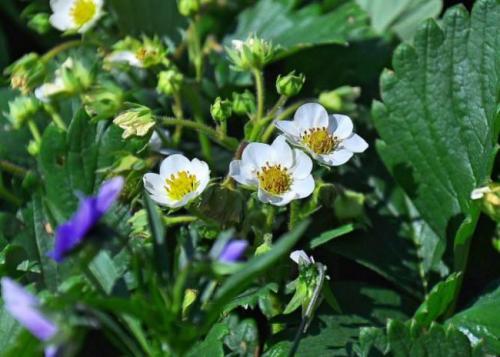 Клубника соната. Описание сорта