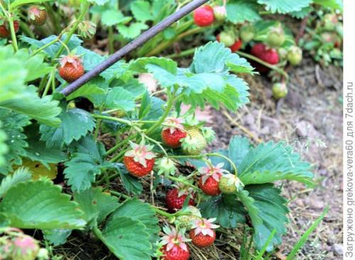 Все о сорте клубники полка. Посадите 'Полку' — будете с клубникой