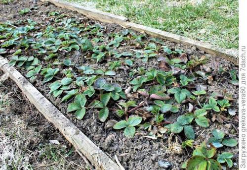 Все о сорте клубники полка. Посадите 'Полку' — будете с клубникой