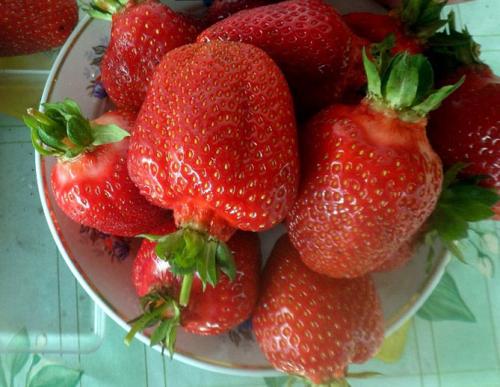 Клубника Азия. Сорт клубники Азия – описание и характеристики, фото, отзывы садоводов