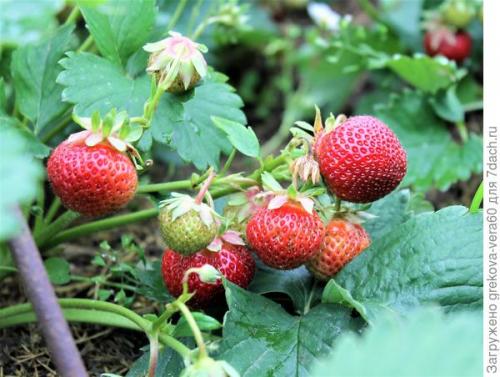 Все о сорте клубники полка. Посадите 'Полку' — будете с клубникой
