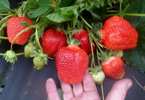 Клубника Азия. Сорт клубники Азия – описание и характеристики, фото, отзывы садоводов