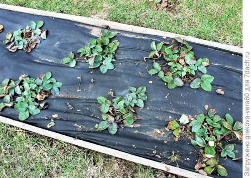 Все о сорте клубники полка. Посадите 'Полку' — будете с клубникой