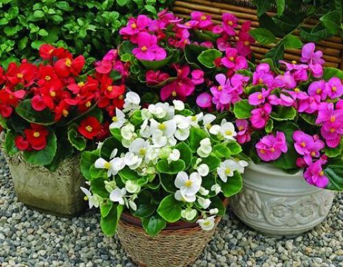 Какие плодово-ягодные кустарники можно выращивать в засушливых условиях