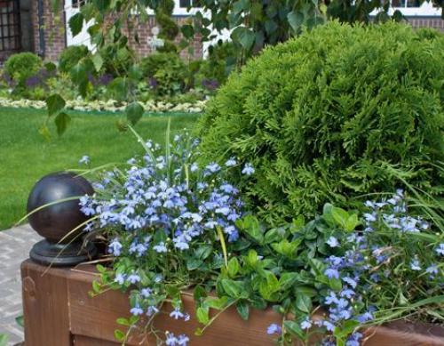 Какие плодово-ягодные кустарники можно выращивать в засушливых условиях