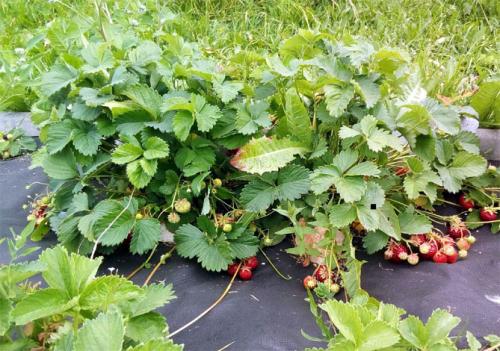 Клубника полка посадка и уход. Характеристика сорта