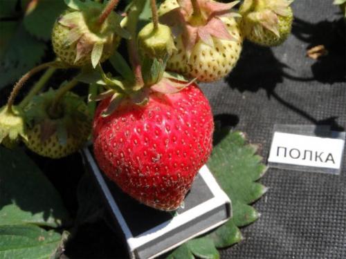 Клубника полка посадка и уход. Характеристика сорта