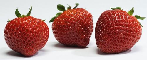 Клубника полка посадка и уход. Характеристика сорта