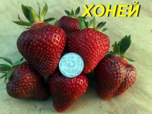 Клубника хоней – характеристика и описание сорта. Рассада, выращивание и особенности выращивания (100 фото)