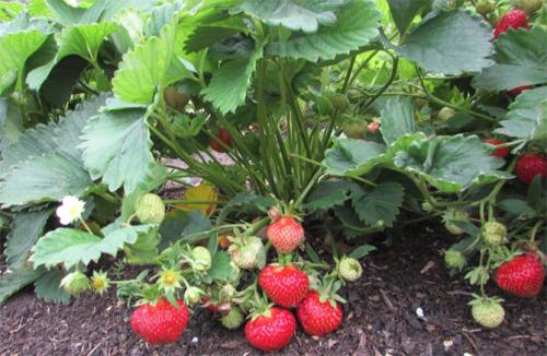 Клубника полка посадка и уход. Характеристика сорта