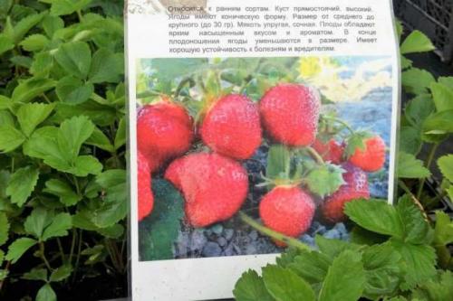 Клубника хоней – характеристика и описание сорта. Рассада, выращивание и особенности выращивания (100 фото)