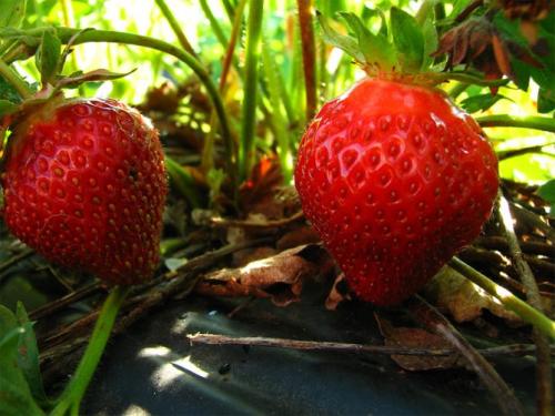 Клубника полка посадка и уход. Характеристика сорта