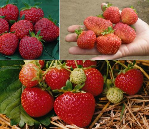 Клубника полка посадка и уход. Характеристика сорта