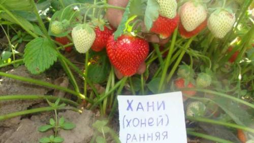 Клубника хоней – характеристика и описание сорта. Рассада, выращивание и особенности выращивания (100 фото)