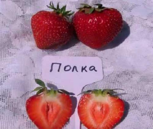 Клубника полка. Описание сорта