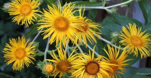 Пряные травы для чая. Дикорастущие растения и травы