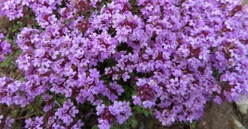 Пряные травы для чая. Дикорастущие растения и травы