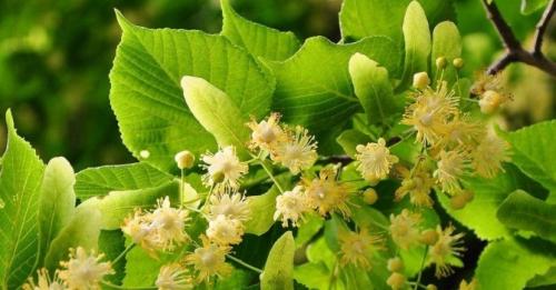 Пряные травы для чая. Дикорастущие растения и травы