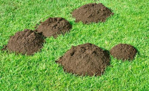 Пряные травы в горшках. 10 пряных трав, которые можно вырастить на подоконнике