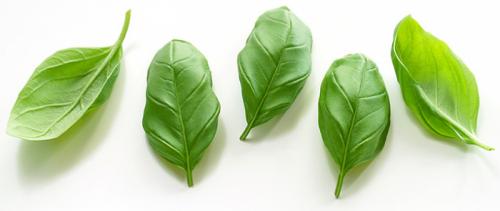 Полезные и вредные свойства базилика. Помимо «желтых шариков», продающихся в аптеке, пополнить организм витамином С можно и при помощи определенных продуктов: 02