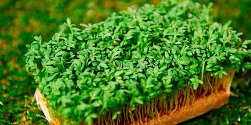 Пряные травы в горшках. 10 пряных трав, которые можно вырастить на подоконнике