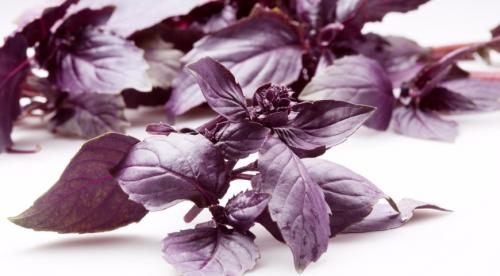 Какие пряные травы используют для приготовления блюд. Как правильно использовать пряные травы 02