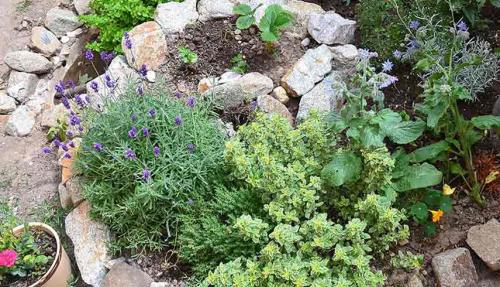 Многолетние пряные травы для огорода. Многолетние пряные травы в дизайне сада