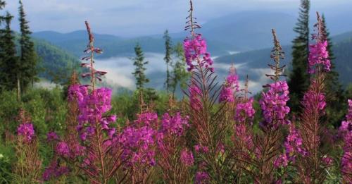 Пряные травы для чая. Дикорастущие растения и травы