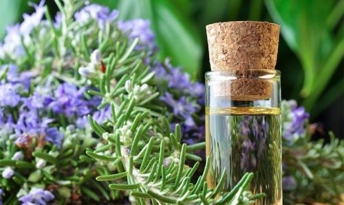 Пряные травы розмарин. Розмарин – выращивание, свойства, применение