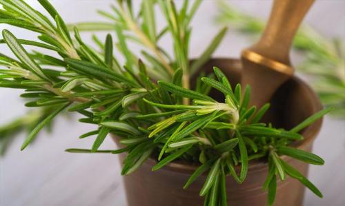 Пряные травы розмарин. Розмарин – выращивание, свойства, применение