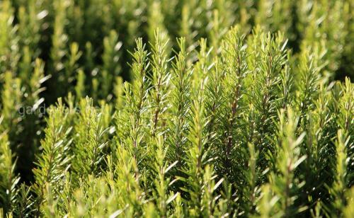 Аптекарские грядки. Оформление аптекарского огорода